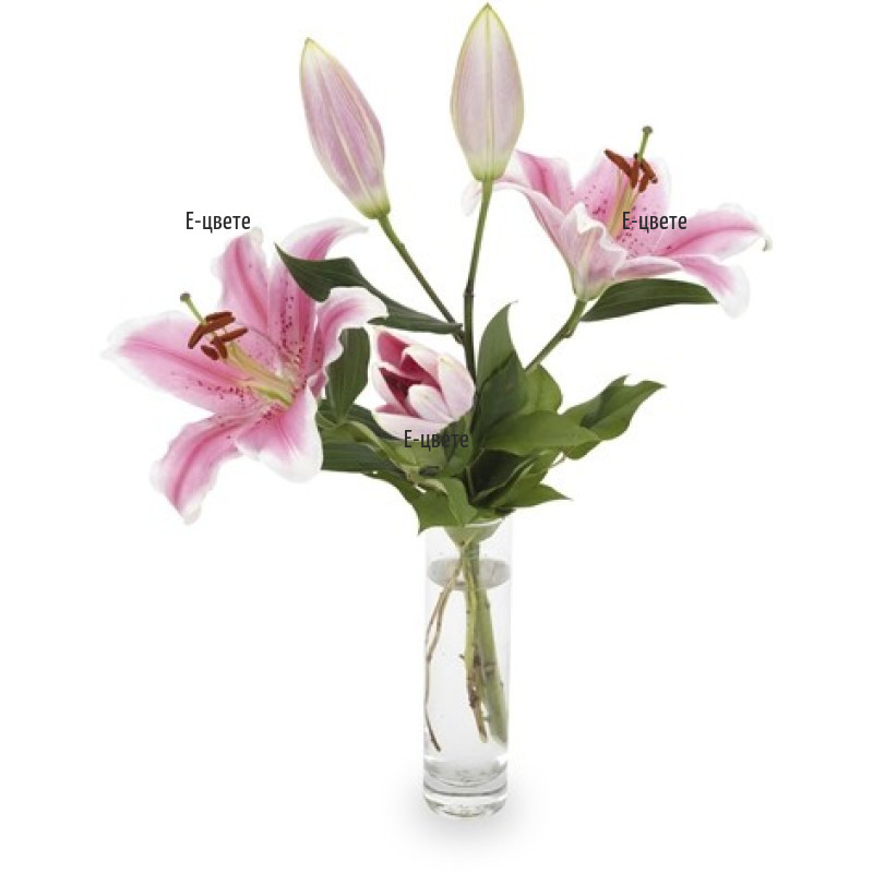 Send a bouquet of one lily to Sofia, Plovdiv, Varna, Burgas