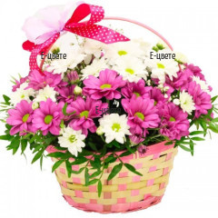 Send a basket with chrysanthemums to Bulgaria