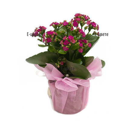 Online order of Kalanchoe in a pot