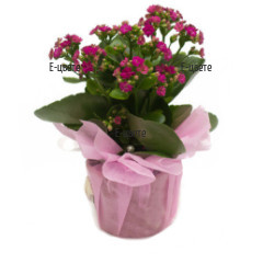 Online order of Kalanchoe in a pot