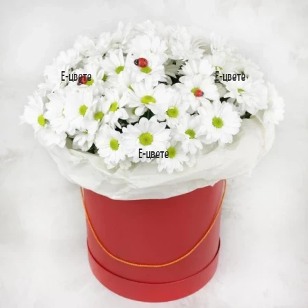 Delivery of a flower box with white chrysanthemums