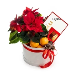 Gift box with poinsettia and gifts