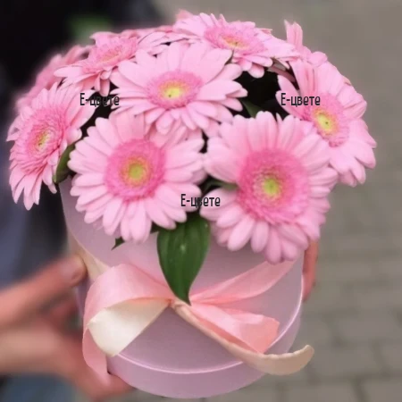 Delivery of a box of 11 pink gerberas by courier to Bulgaria