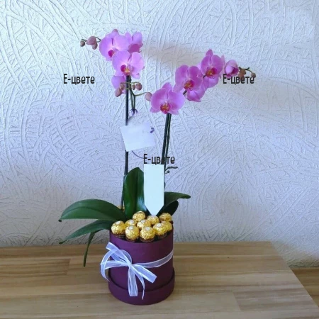 Send orchid and gifts in a box to Bulgaria