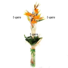 Send a bouquet of exotic flowers and luxury bouquets