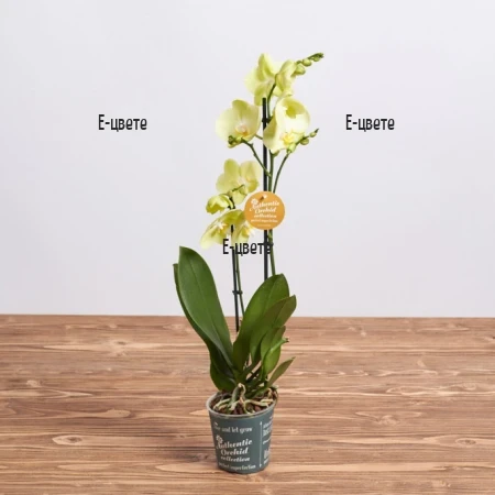 Order an orchid from an online flower shop from Bulgaria