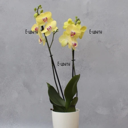 Order an orchid from an online flower shop from Bulgaria