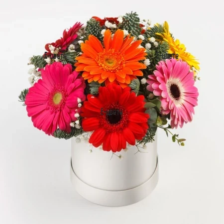 Доставка на гербери в кутия за Коледа с куриери