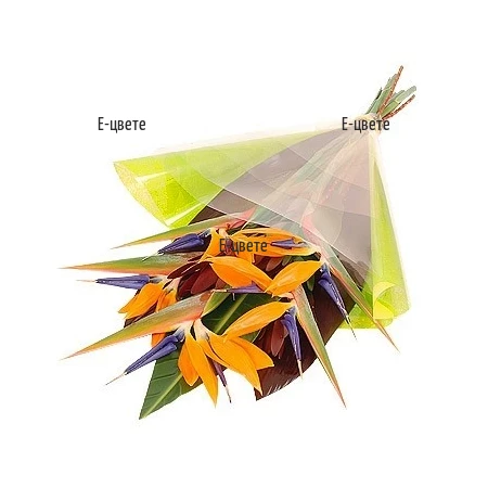 Send a bouquet of strelitzias to Sofia, Burgas