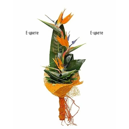 Send a bouquet of strelitzias  for men.