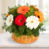 Basket with multicoloured gerberas