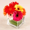 Arrangement of 9 Multicoloured Gerberas