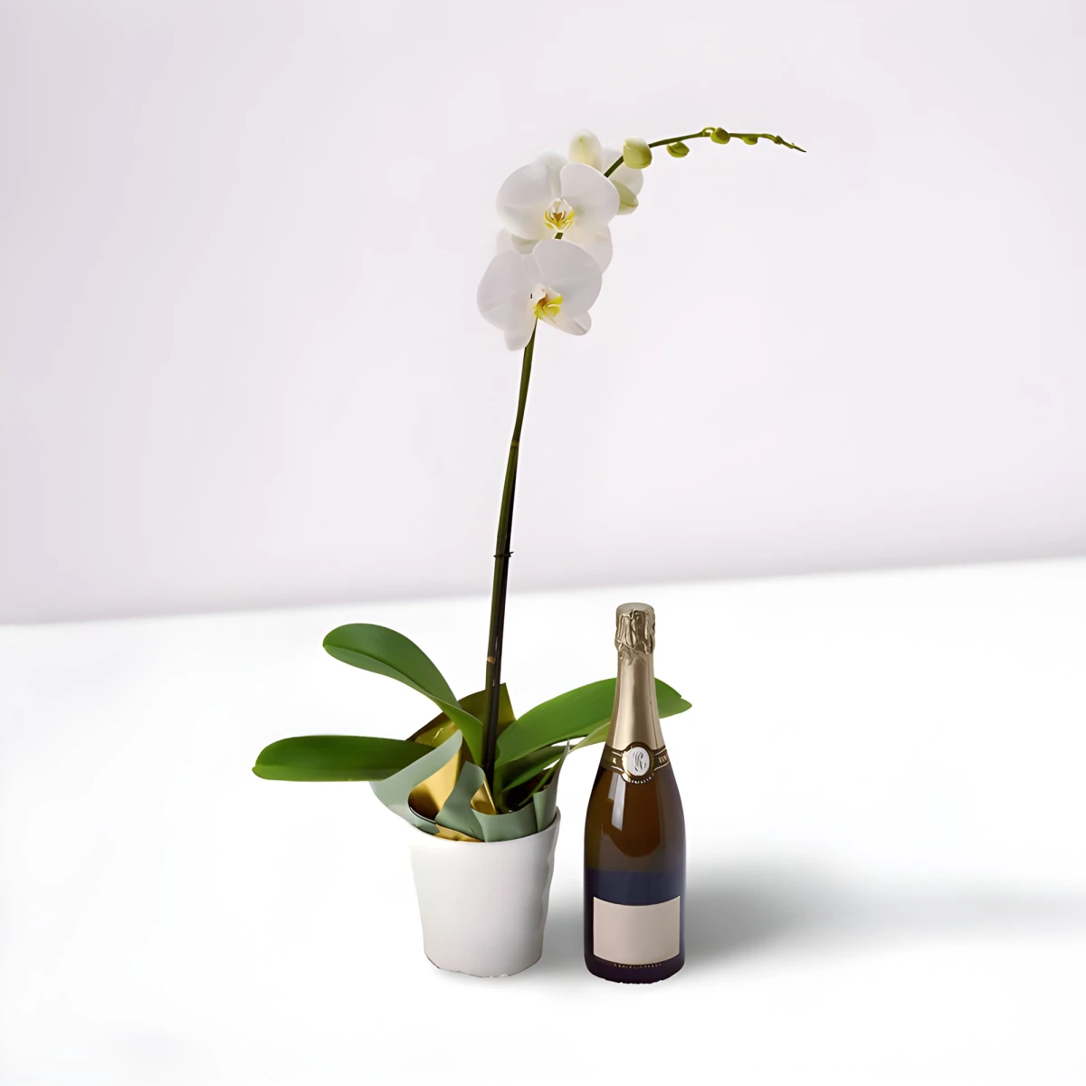 Send white Phalaenopsis orchid to Sofia, Plovdiv, Varna.