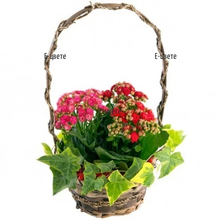 Send a basket with Kalanchoe plants