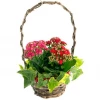 Basket with Kalanchoe plants
