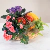 Fruit basket and potted plants