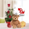 Roses, Teddy Bear, Truffles