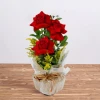 Three roses and solidago