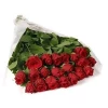 Red Roses