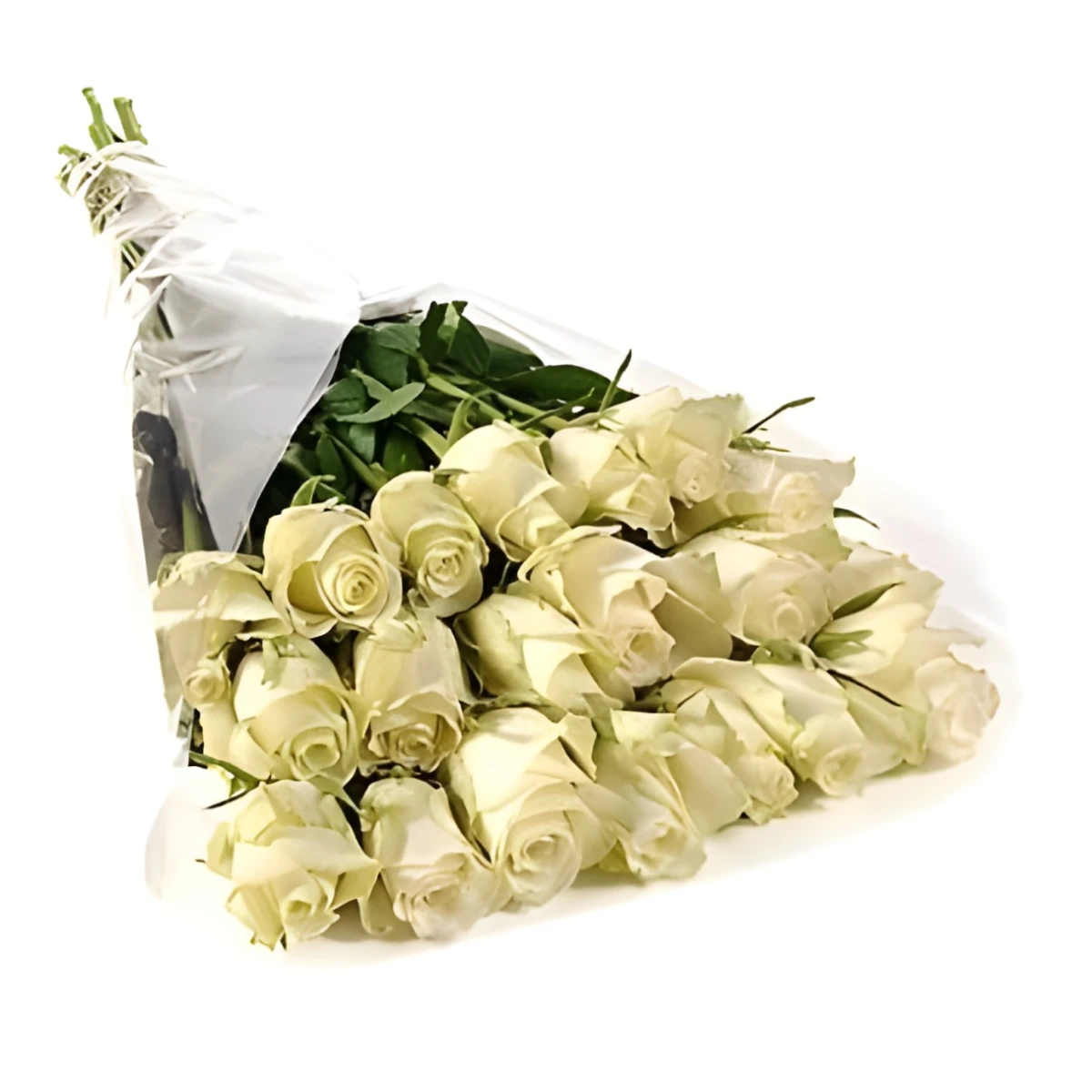 Send white roses to Sofia, Plovdiv, Burgas, Varna, Haskovo