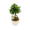 Bonsai - Ficus Ginseng