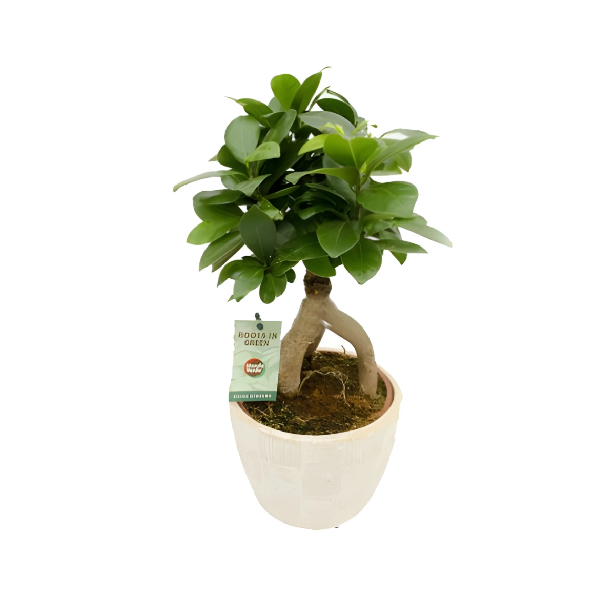 Send a bonsai - Ficus Ginseng to Sofia, Plovdiv, Varna