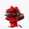 Poinsettia