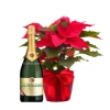 Poinsettia and sparkling wine