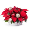 Christmas garden