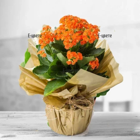 Send kalanchoe potted plant