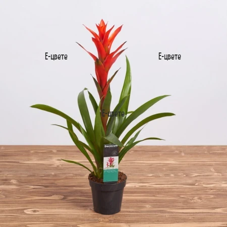 Send potted plant - Guzmania