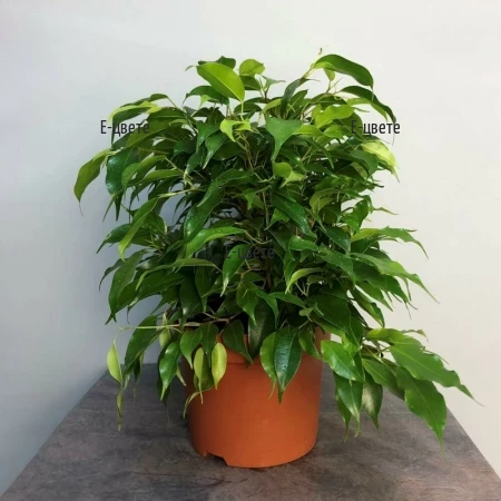 Send potted plant - Ficus