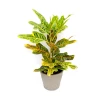 Croton