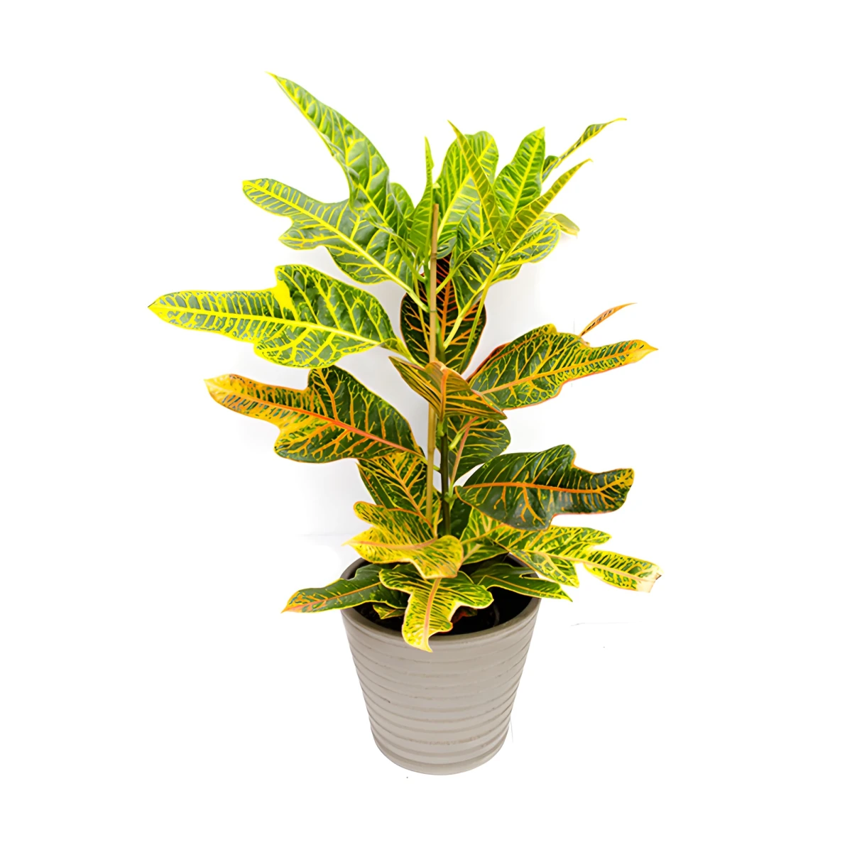 Send Croton potted plant by courier