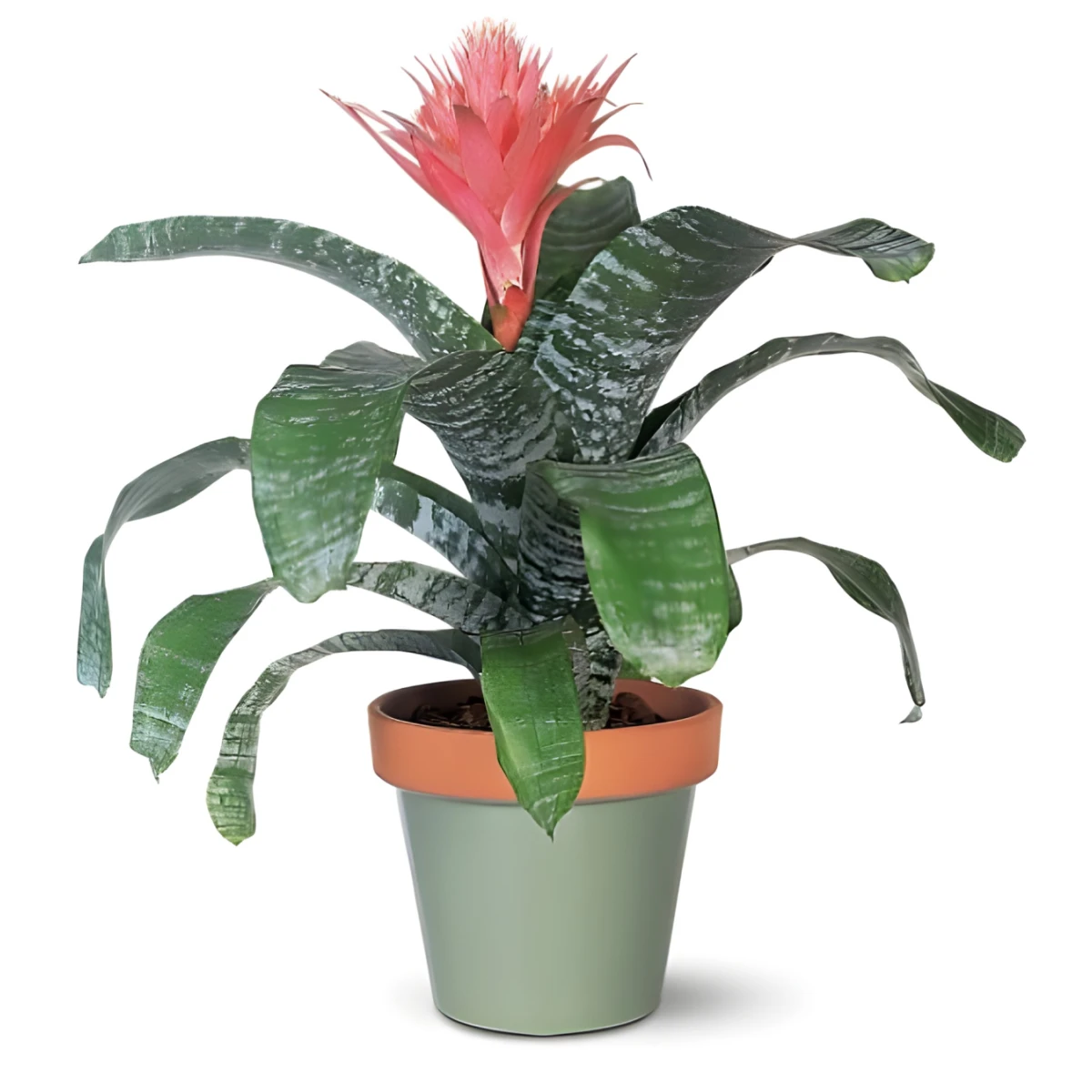 Send Aechmea potted plant
