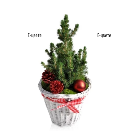 An online order and a elivery by courier of Christmas tree.
