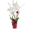 Christmas orchid