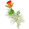 One Orange Rose