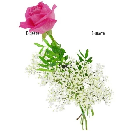 One Pink Rose
