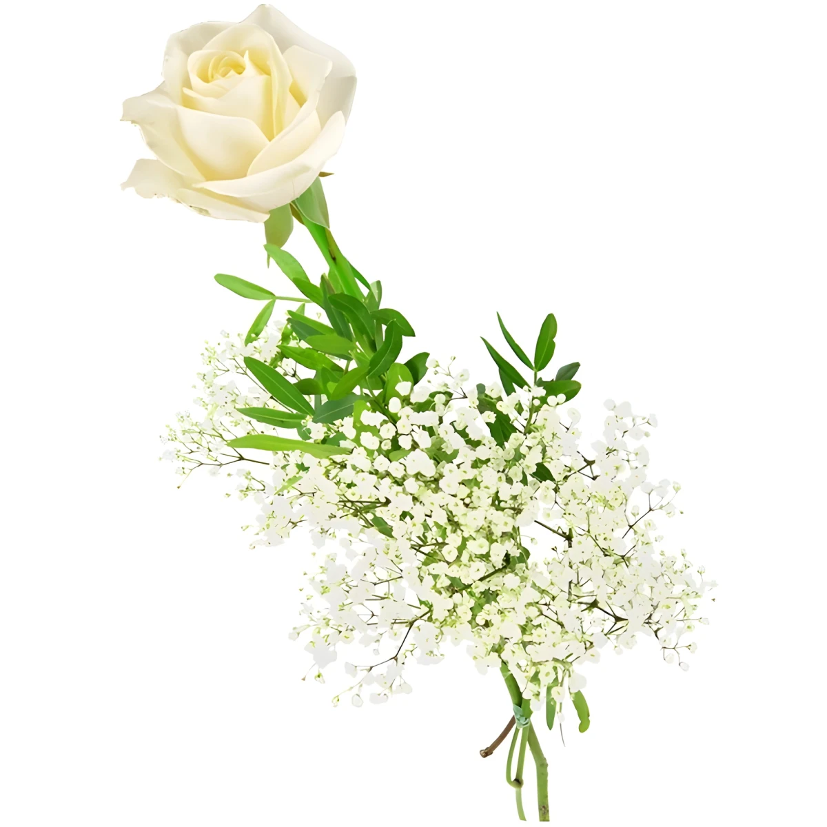 One white rose