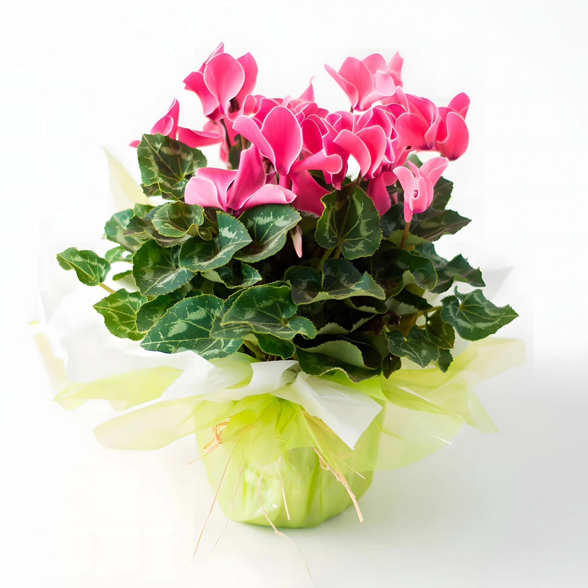 Send pot plant Cyclamen