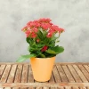 Red kalanchoe