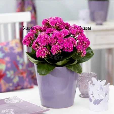 Online order of Kalanchoe in a pot