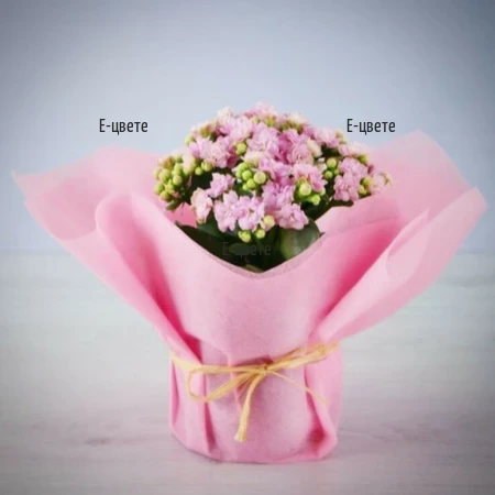 Send pink kalanchoe potted plant