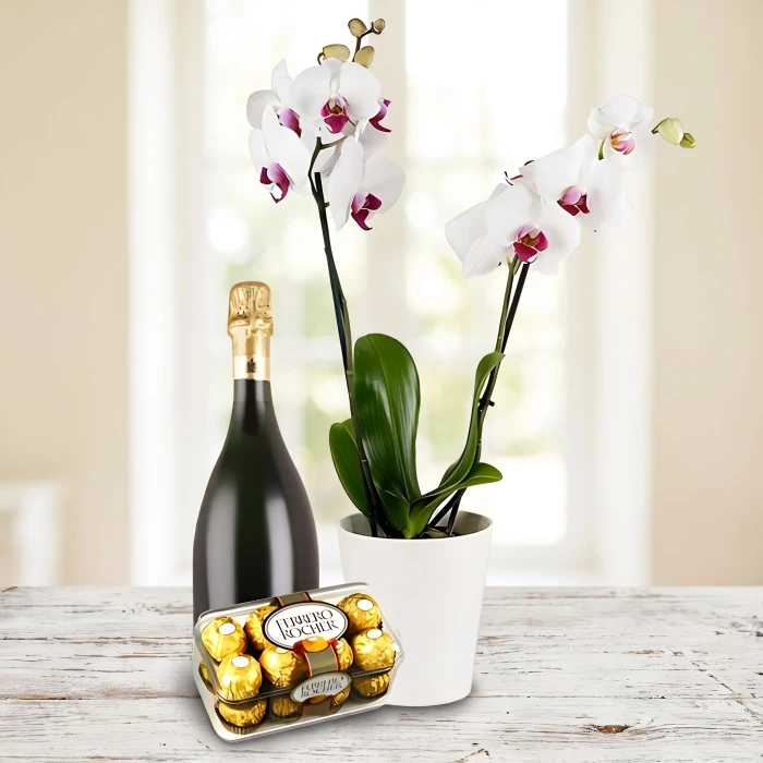 Send white Phalaenopsis orchid