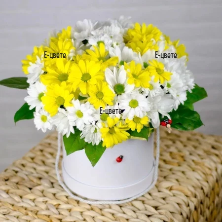 Send colorful chrysanthemums in a box to Sofia Bulgaria