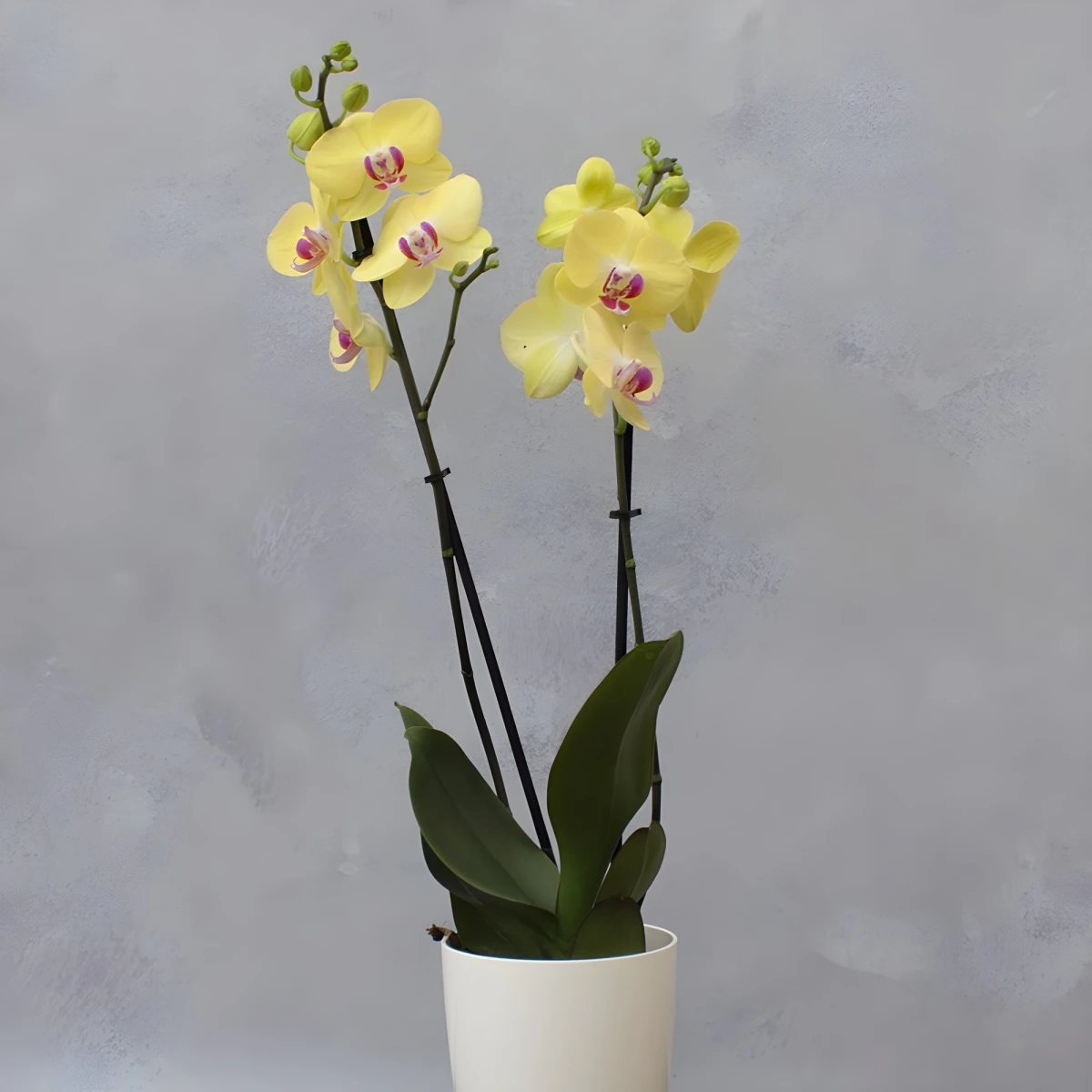 Order an orchid from an online flower shop from Bulgaria